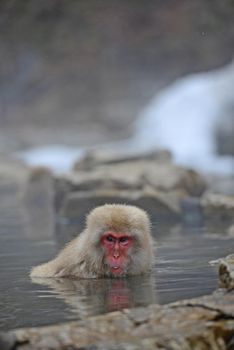 snow monkey with hot springs in nagano japan