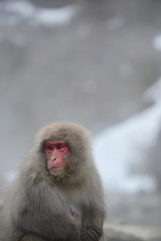 snow monkey with hot springs in nagano japan