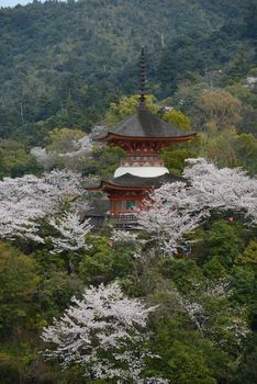 cherry blossom with pagoda at miyajima