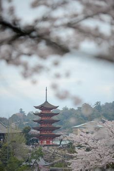 cherry blossom with pagoda at miyajima