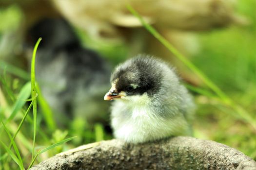 A little young chicken chick sits in the grass