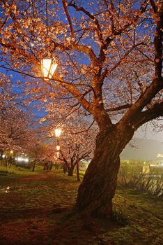 cherry blossom tree at iwakuni