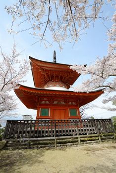 cherry blossom with pagoda at miyajima