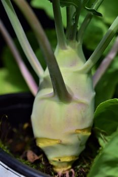 Pear-shaped kohlrabi as a close-up