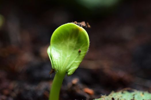 close-up of a small cucumber seedling