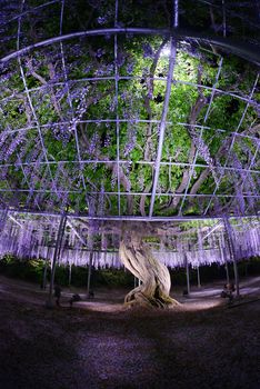 wisteria flowers in japan with illumination