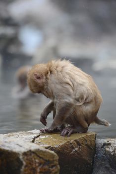 snow monkey with hot springs in nagano japan