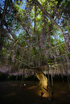 wisteria flowers in japan with illumination