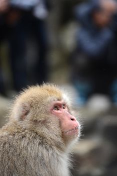 snow monkey with thick fur