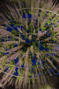 wisteria flowers in japan with illumination