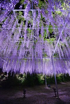 wisteria flowers in japan with illumination