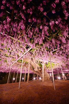 wisteria flowers in japan with illumination