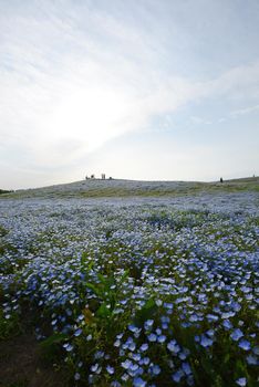 nemophila bloom in japan