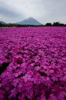 pink moss at fuji festival