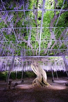 wisteria flowers in japan with illumination