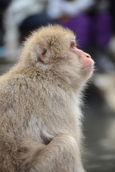 snow monkey with thick fur