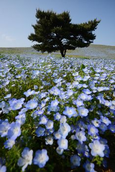 nemophila bloom in japan