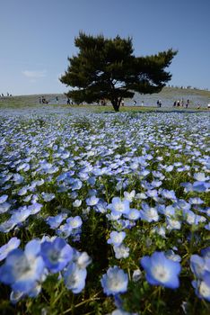 nemophila bloom in japan