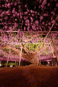 wisteria flowers in japan with illumination