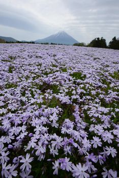 pink moss at fuji festival