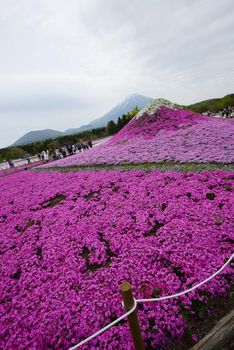 pink moss at fuji festival