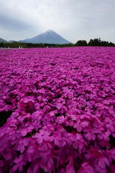 pink moss at fuji festival