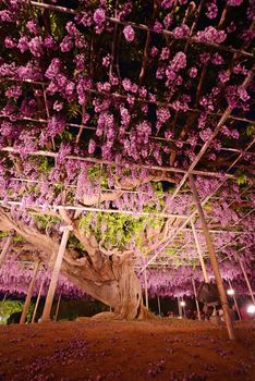 wisteria flowers in japan with illumination