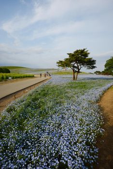 nemophila bloom in japan