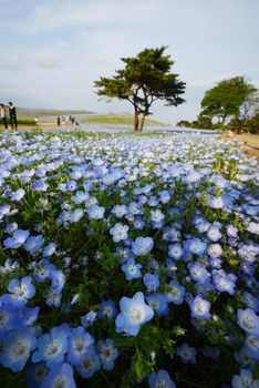 nemophila bloom in japan