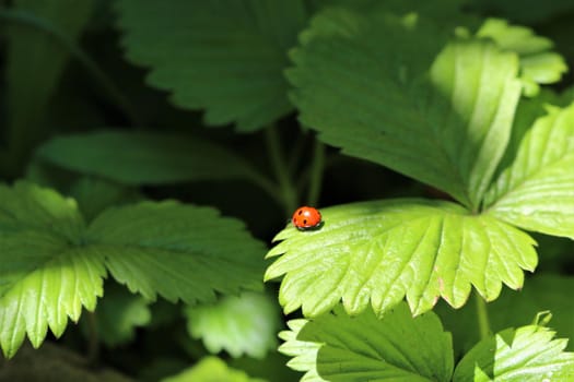 One red ladybug on a green strawberry leaf
