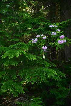 rhododendron in oregon