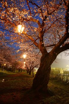 cherry blossom tree at iwakuni