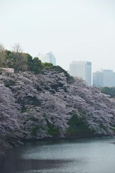 cherry blossom at chidorigafuchi tokyo