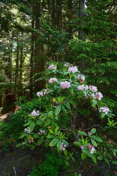 rhododendron in oregon