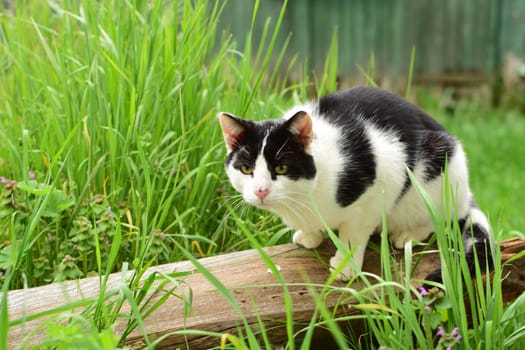 A black and white colored cat sitting on a wooden board between green grasses