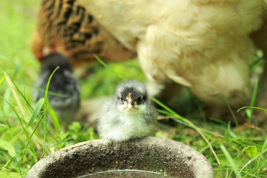 A little young chicken chick sits in the grass