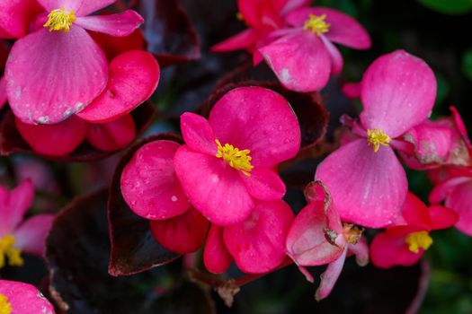 Beautiful fresh garden flowers to decorate the porch in the house