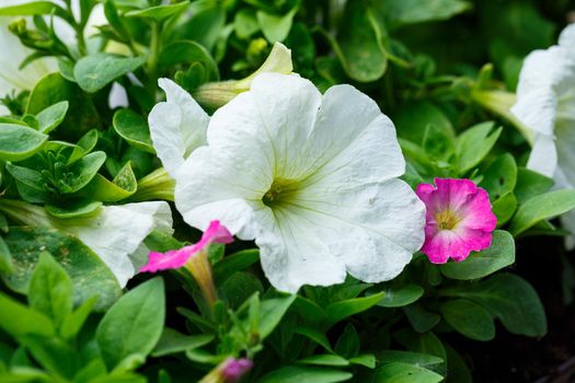 Beautiful fresh garden flowers to decorate the porch in the house