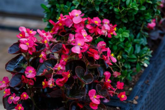 Beautiful fresh garden flowers to decorate the porch in the house