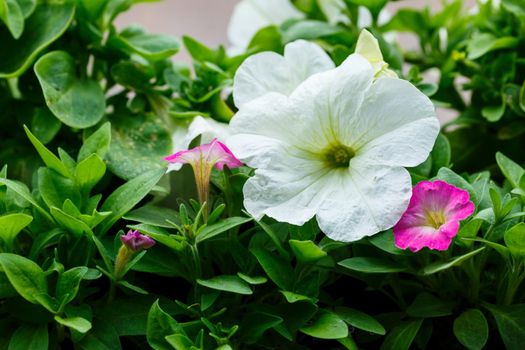 Beautiful fresh garden flowers to decorate the porch in the house