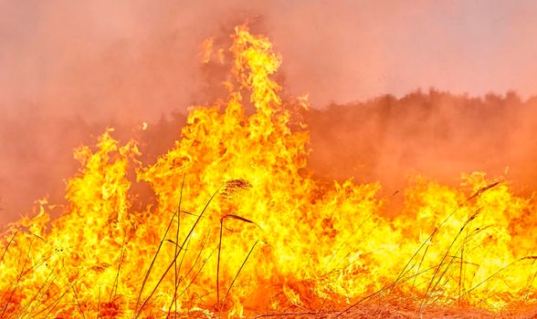 Burning old dry grass in garden. Flaming dry grass on a field. Forest fire. Stubble field is burned by farmer. Fire in the Field.