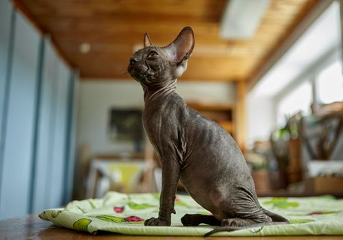 Charming gray Sphynx kitten roams on the table of the art workshop. Baby animal.