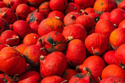 A bunch of red Hokkaido in autumn, Germany