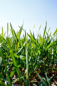 A green field on which grass grows. Agricultural landscape in the summer