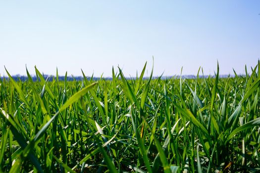 A green field on which grass grows. Agricultural landscape in the summer