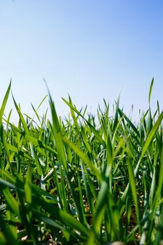 A green field on which grass grows. Agricultural landscape in the summer