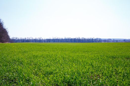 A green field on which grass grows. Agricultural landscape in the summer