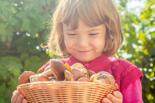 Forest mushrooms in the hands of a child. Selective focus. nature.