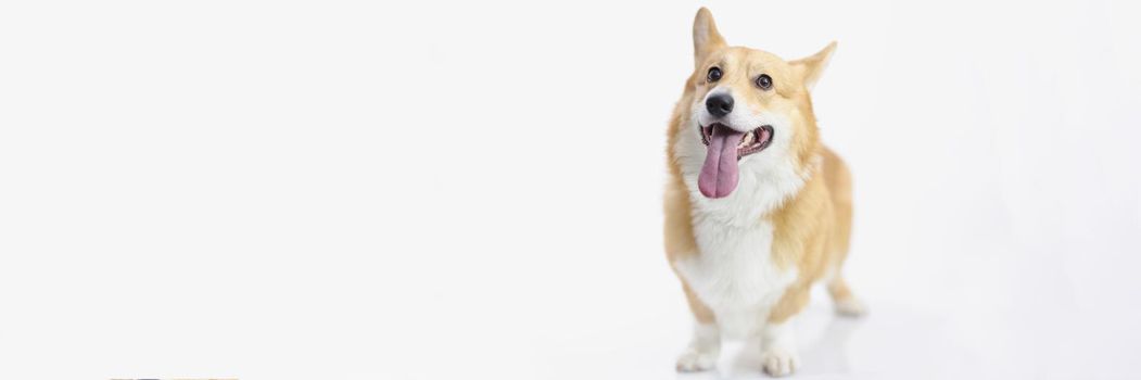 Close-up of cute puppy posing for picture on photoshot, little friend. Dog in studio, create promotion to adopt animal from shelter. Adopt not shop concept