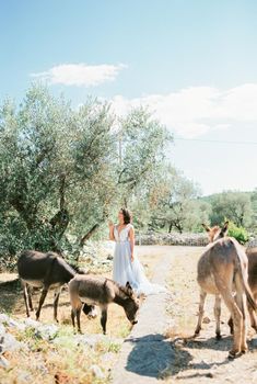 Bride stand under an olive tree near grazing donkeys. High quality photo